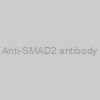 Anti-SMAD2 antibody